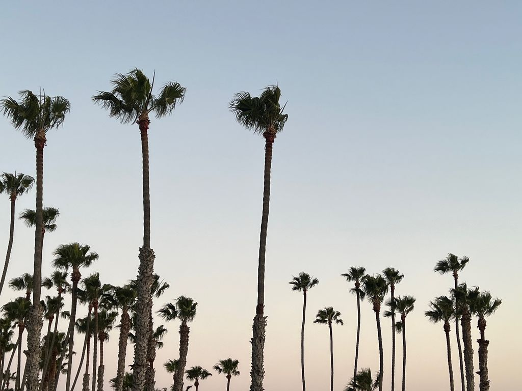 Tall palm trees silhouetted against a dusk sky in San Clemente, California — the real-life inspiration behind At300Nelson's Avenida palm tree upholstery fabric 